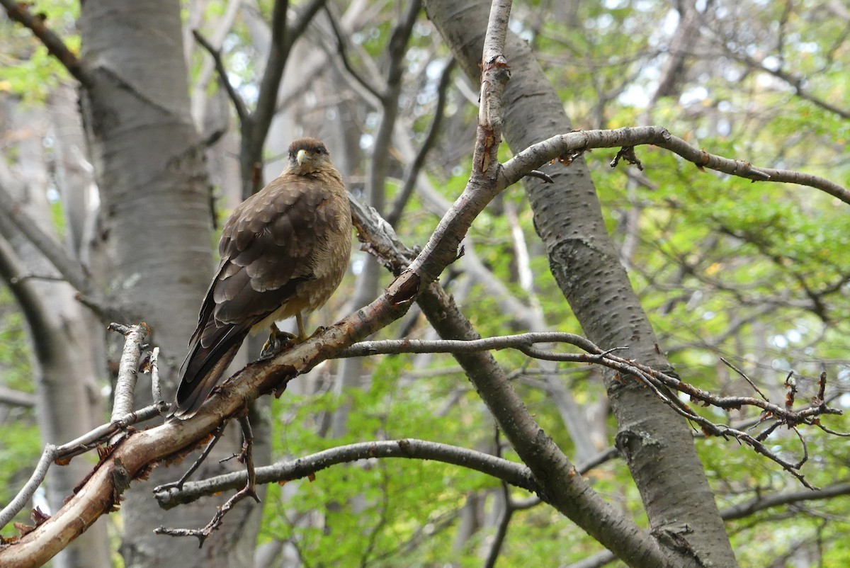 Chimango Caracara - ML619800090