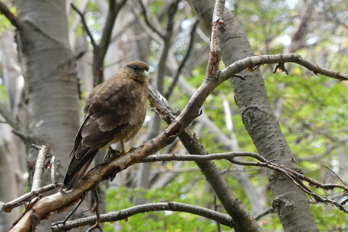 Caracara Chimango - ML619800093