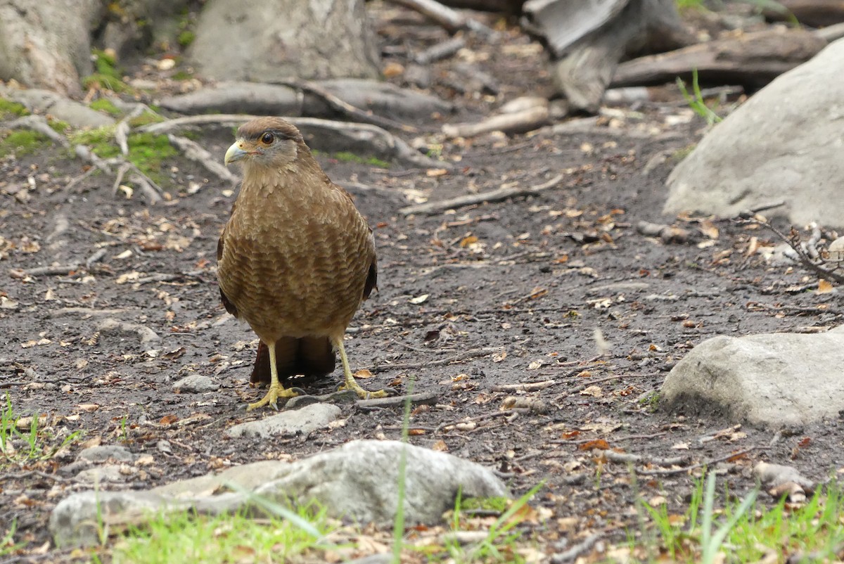 Chimango Caracara - ML619800094