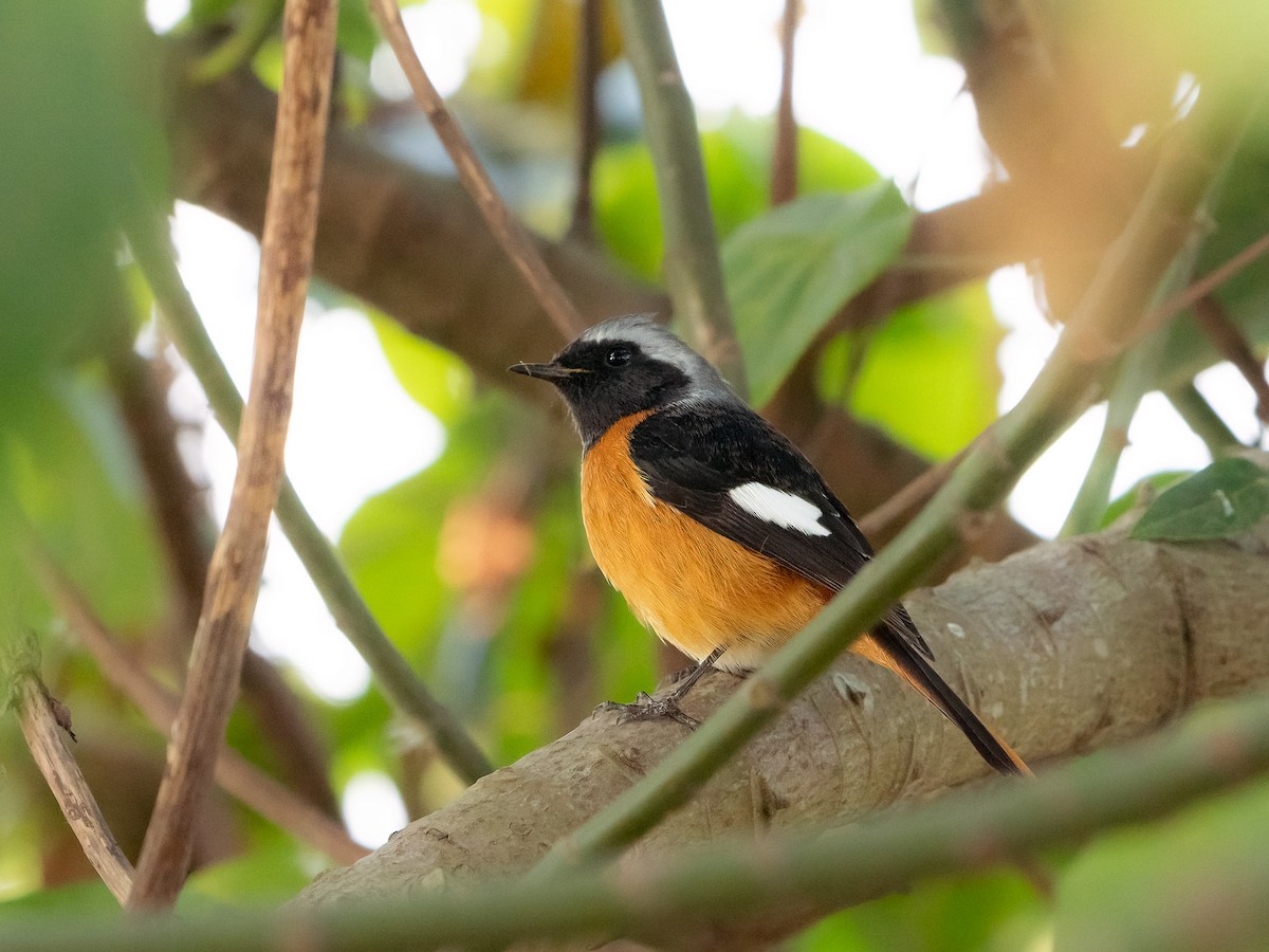 Daurian Redstart - ML619800110