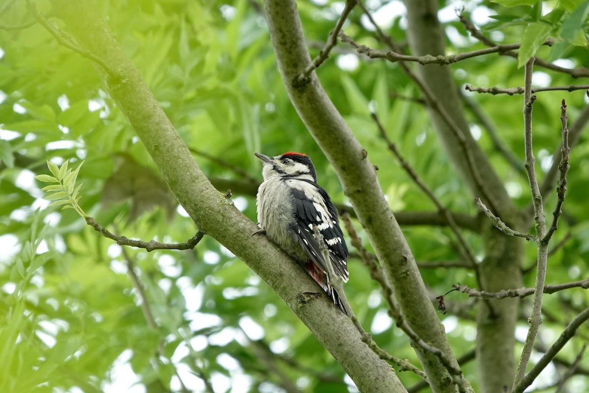 Great Spotted Woodpecker - ML619800115