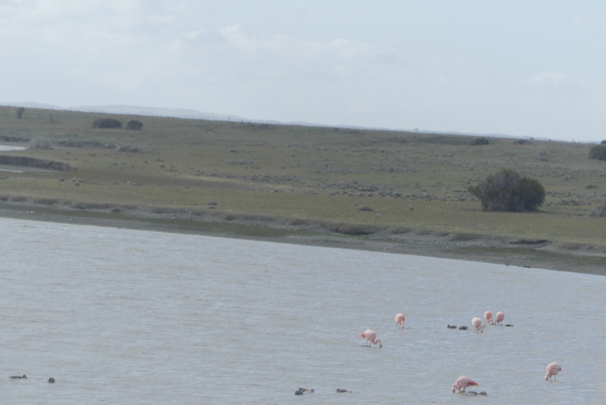 Şili Flamingosu - ML619800123