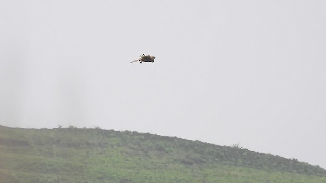 Turmfalke - ML619800127