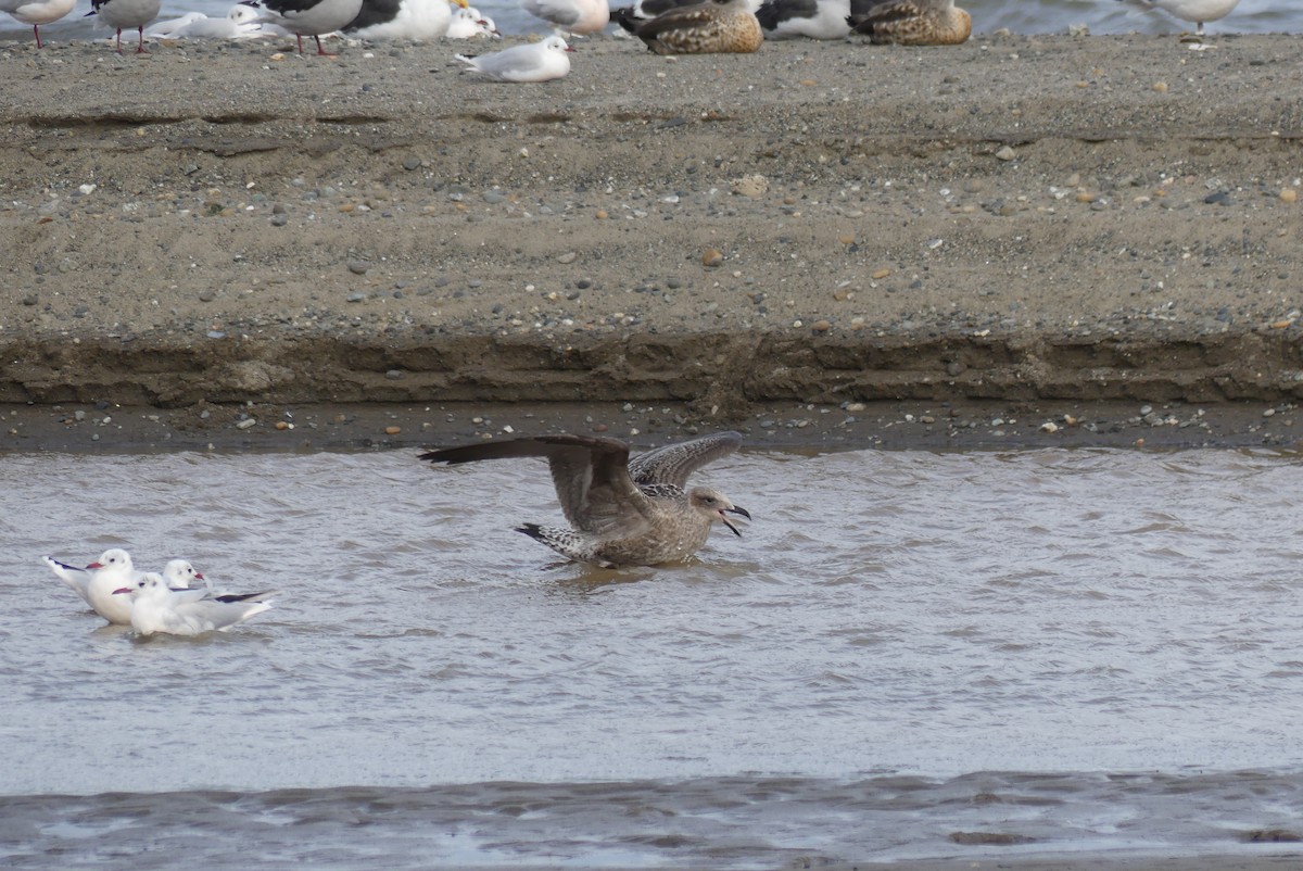 Kelp Gull - ML619800183