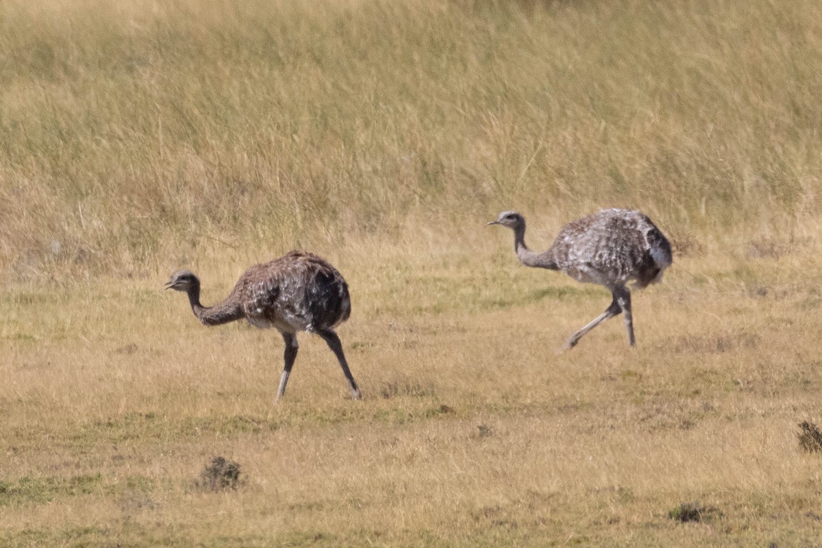 Lesser Rhea - ML619800205