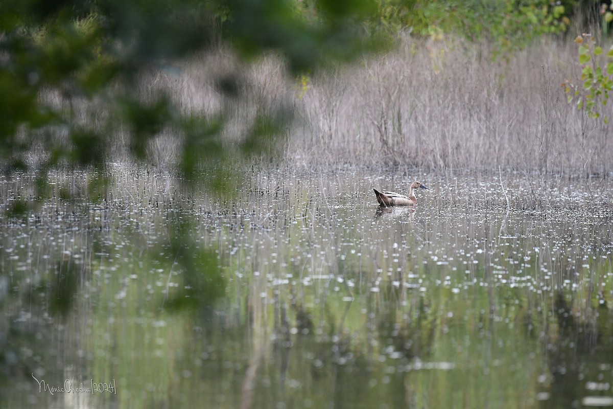 plovavá kachna sp. - ML619800228