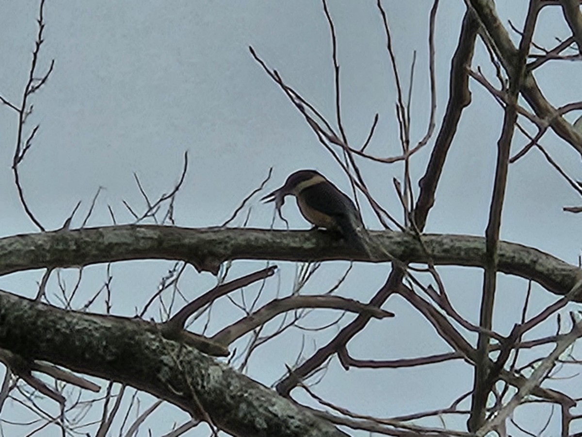 ledňáček posvátný - ML619800237