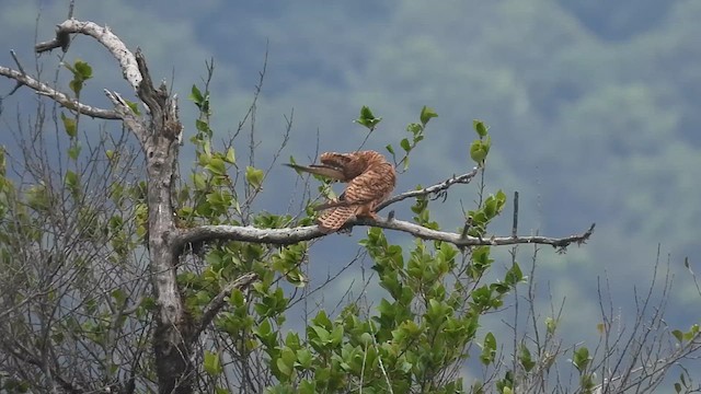 Turmfalke - ML619800240
