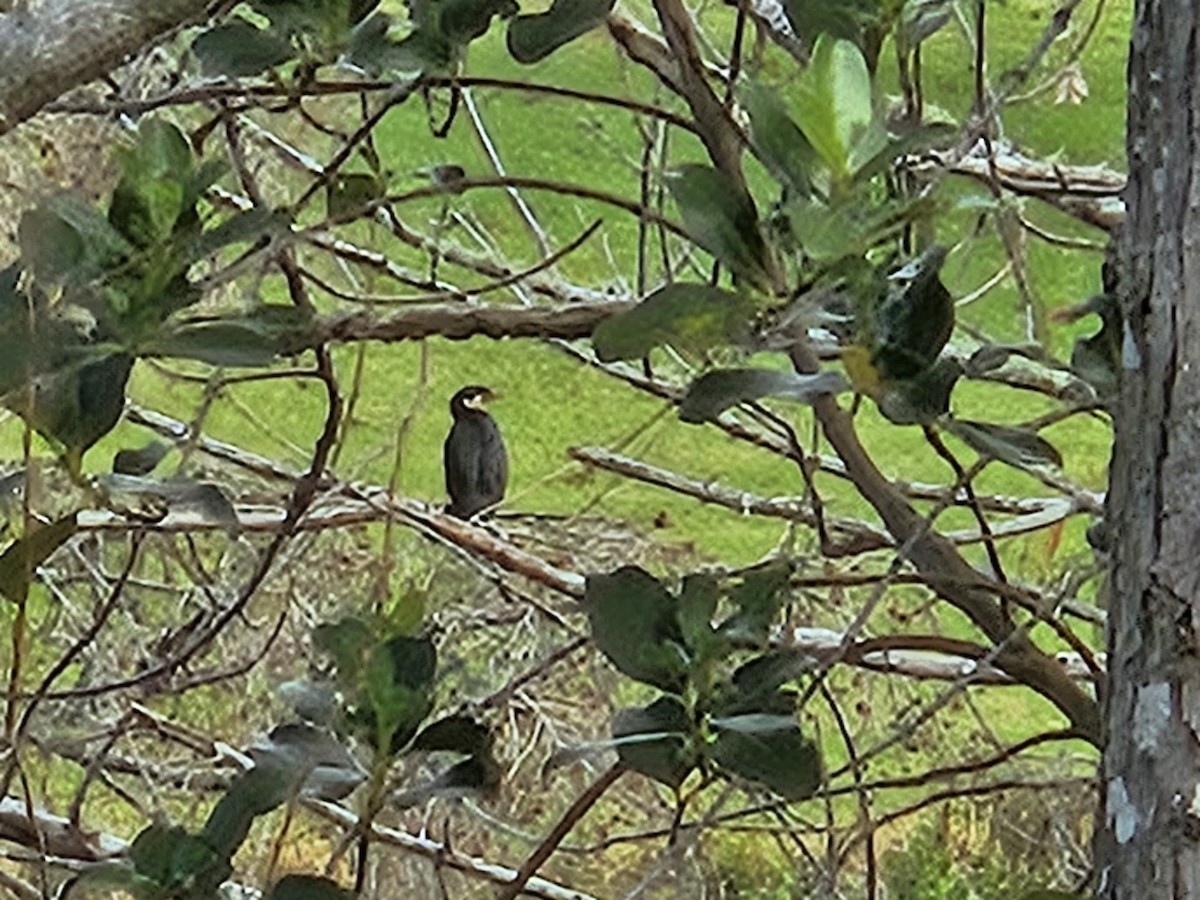 kormorán černobílý - ML619800241