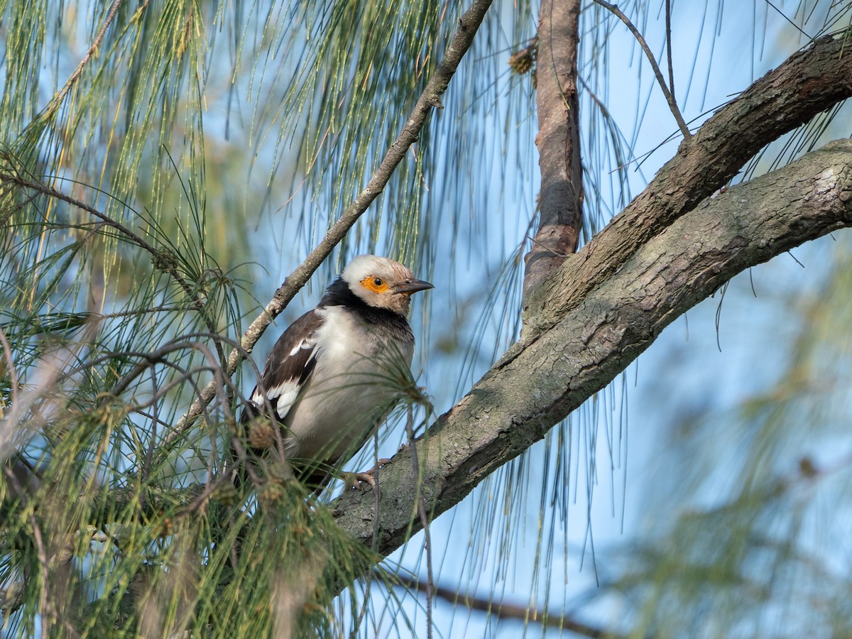 Black-collared Starling - ML619800258