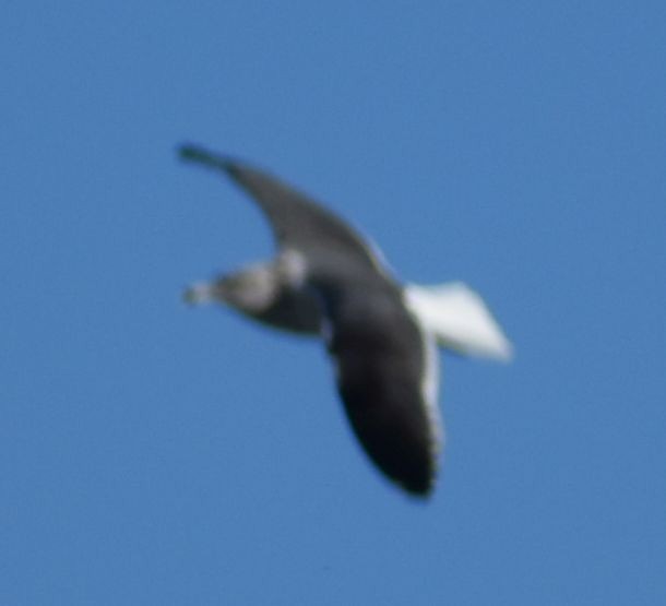 Larus sp. - ML619800262