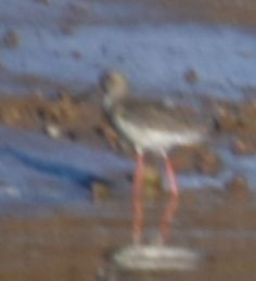 Common Redshank - ML619800269