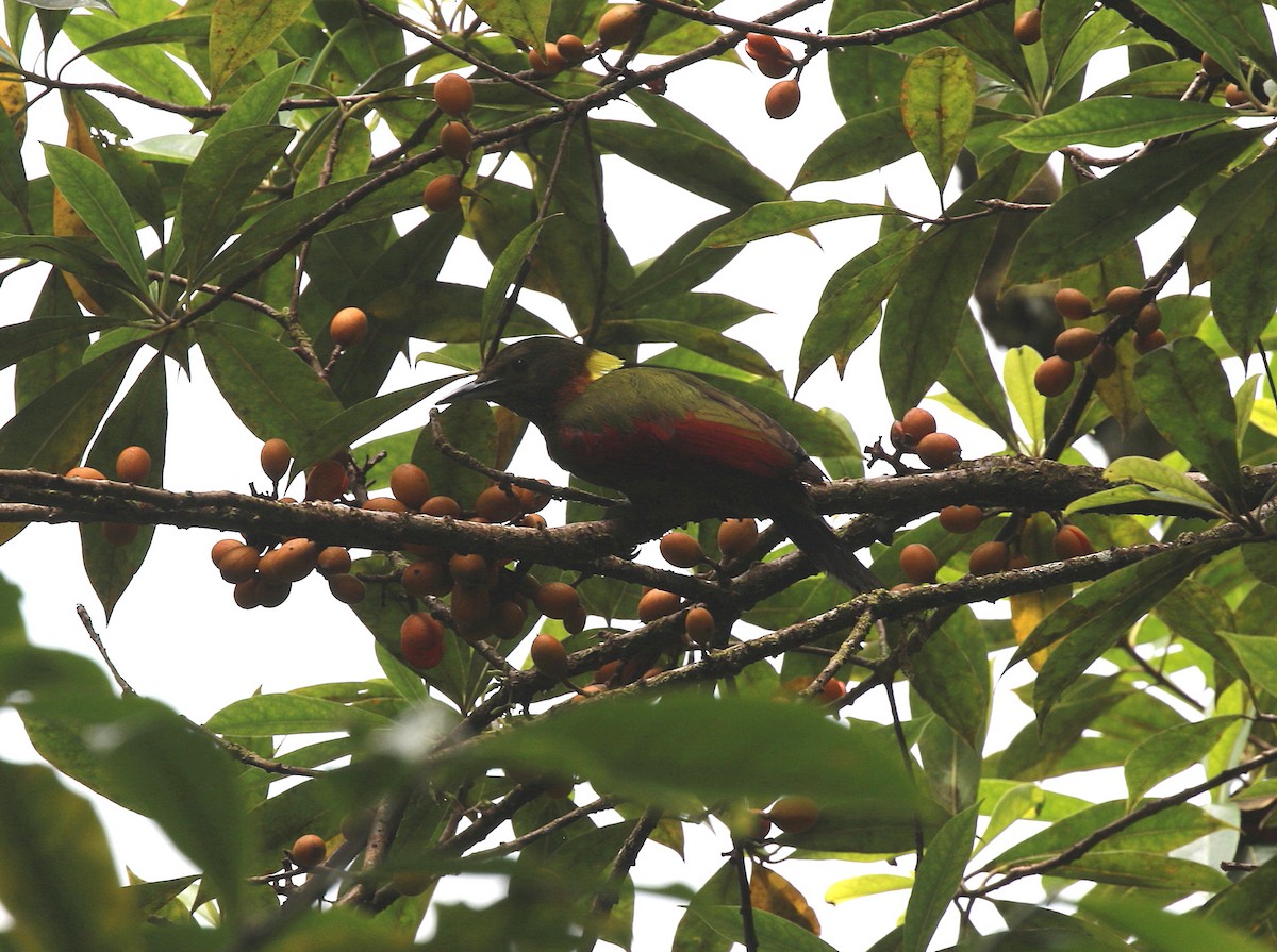 Checker-throated Woodpecker (Checker-throated) - ML619800272