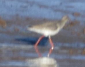 Common Redshank - ML619800274