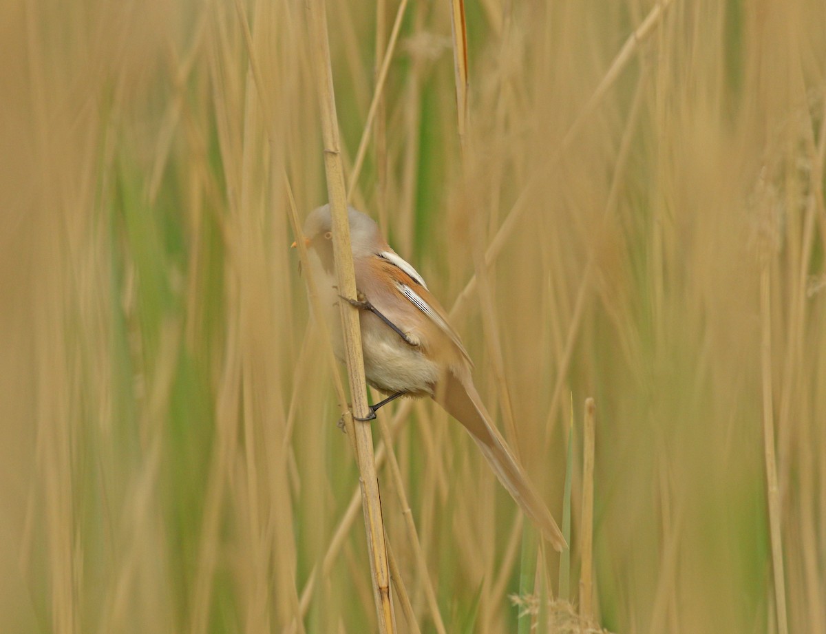 Bearded Reedling - ML619800280