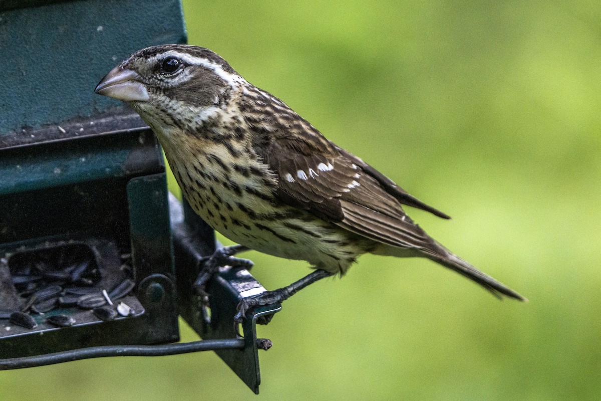 Rose-breasted Grosbeak - ML619800290