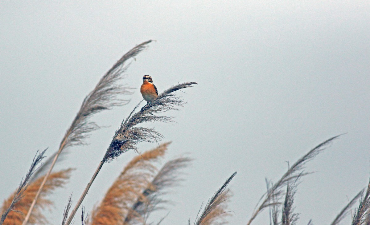 Whinchat - ML619800293