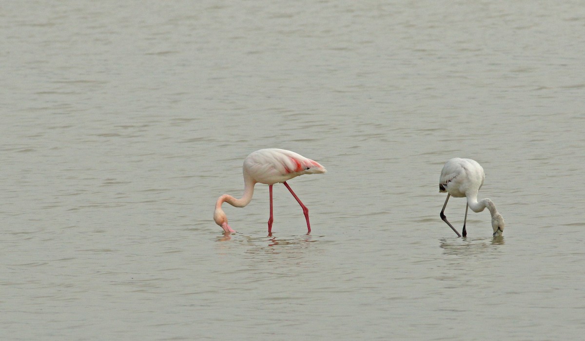 Greater Flamingo - ML619800297