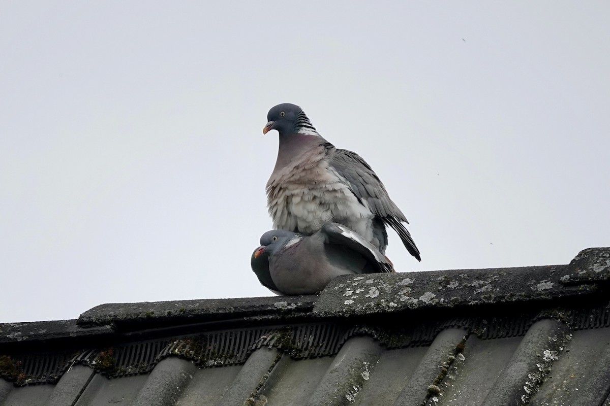 Common Wood-Pigeon - ML619800306