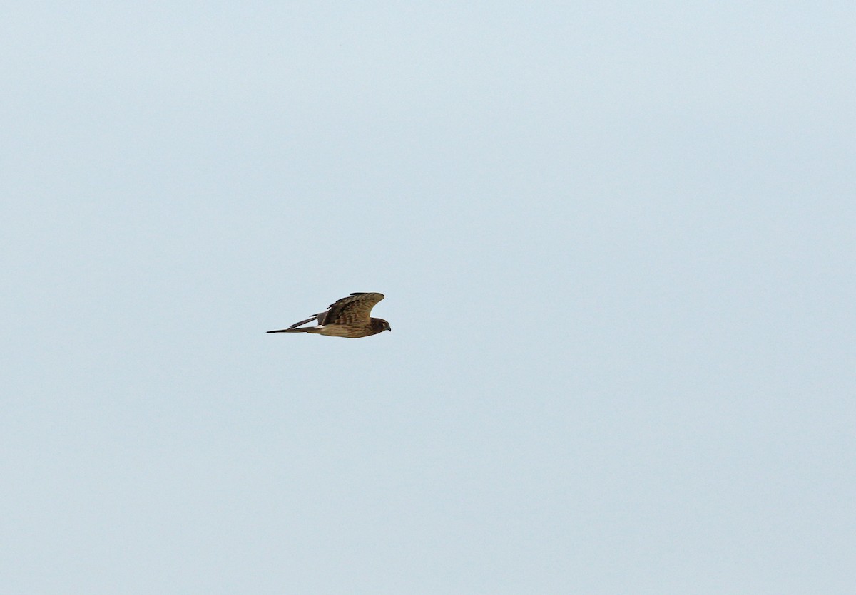 Montagu's Harrier - ML619800344