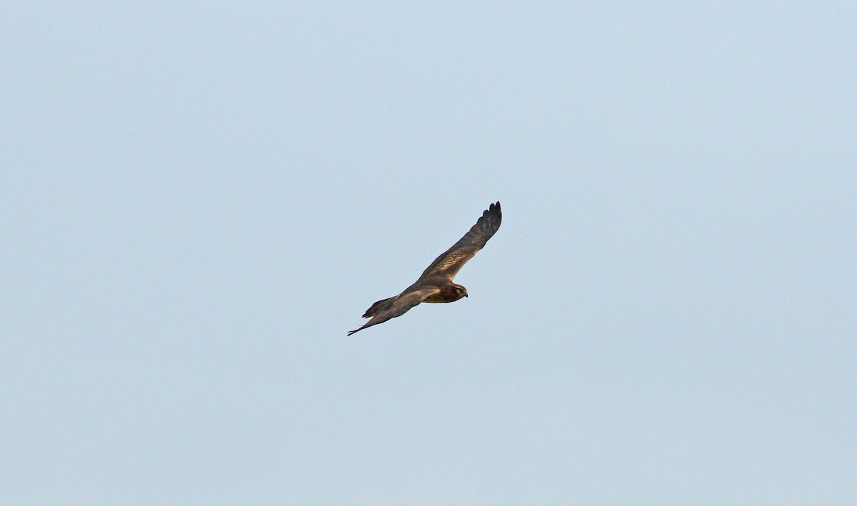 Montagu's Harrier - ML619800353