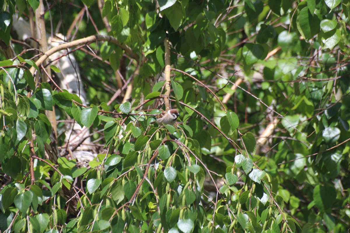 Eurasian Tree Sparrow - ML619800360