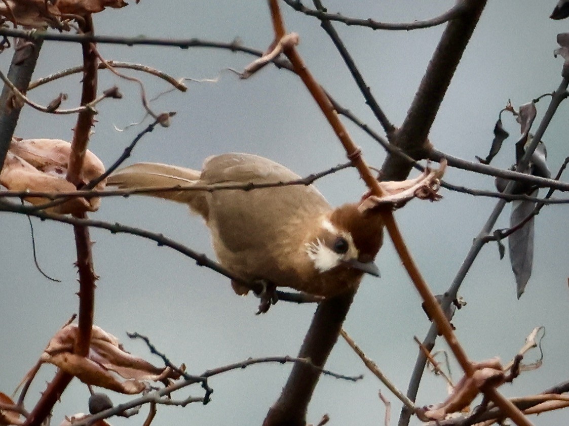 White-browed Laughingthrush - ML619800402