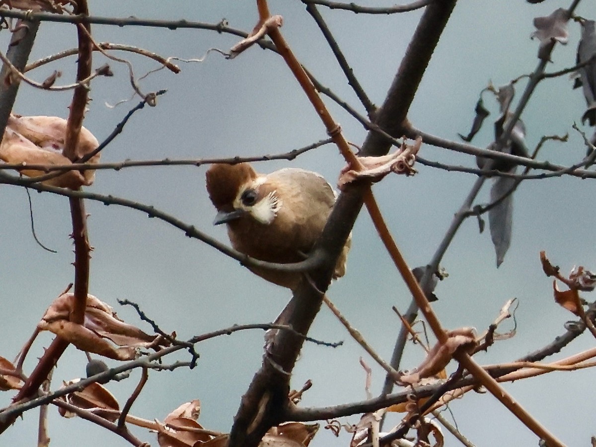 White-browed Laughingthrush - ML619800403