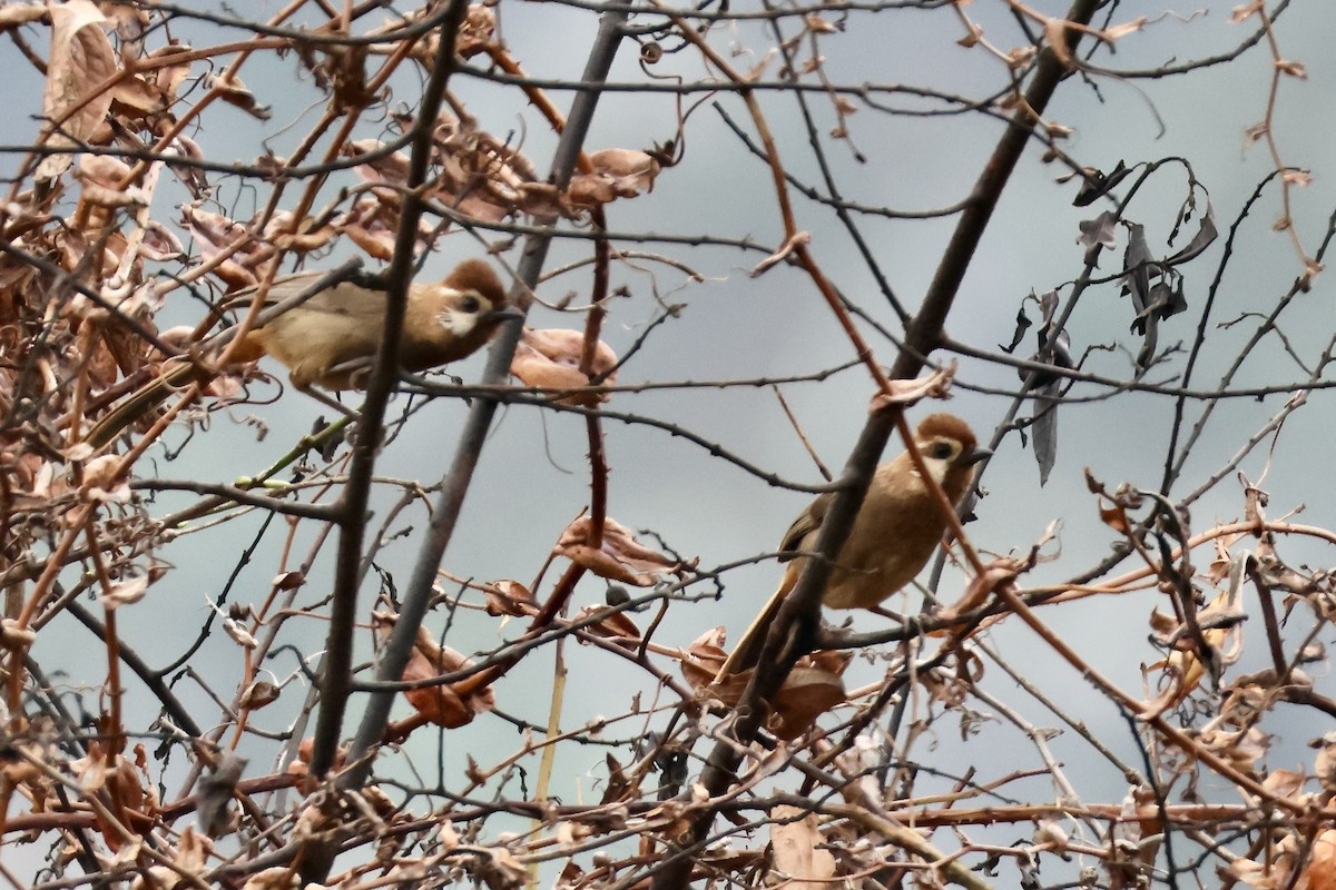 White-browed Laughingthrush - ML619800405