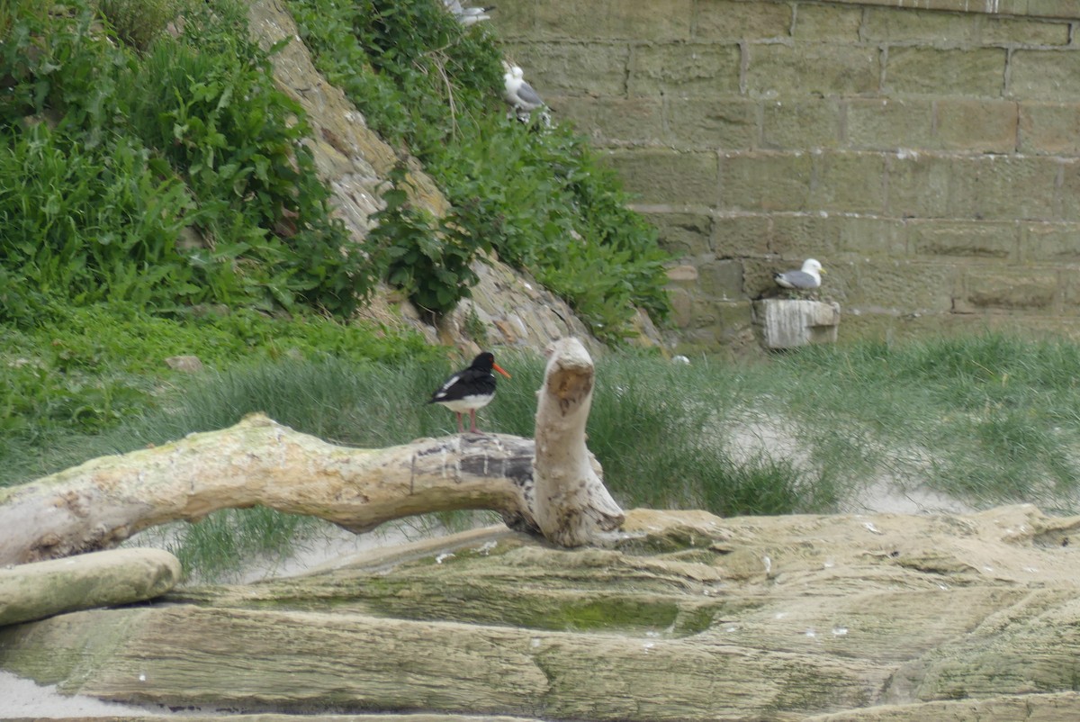 Eurasian Oystercatcher - ML619800433