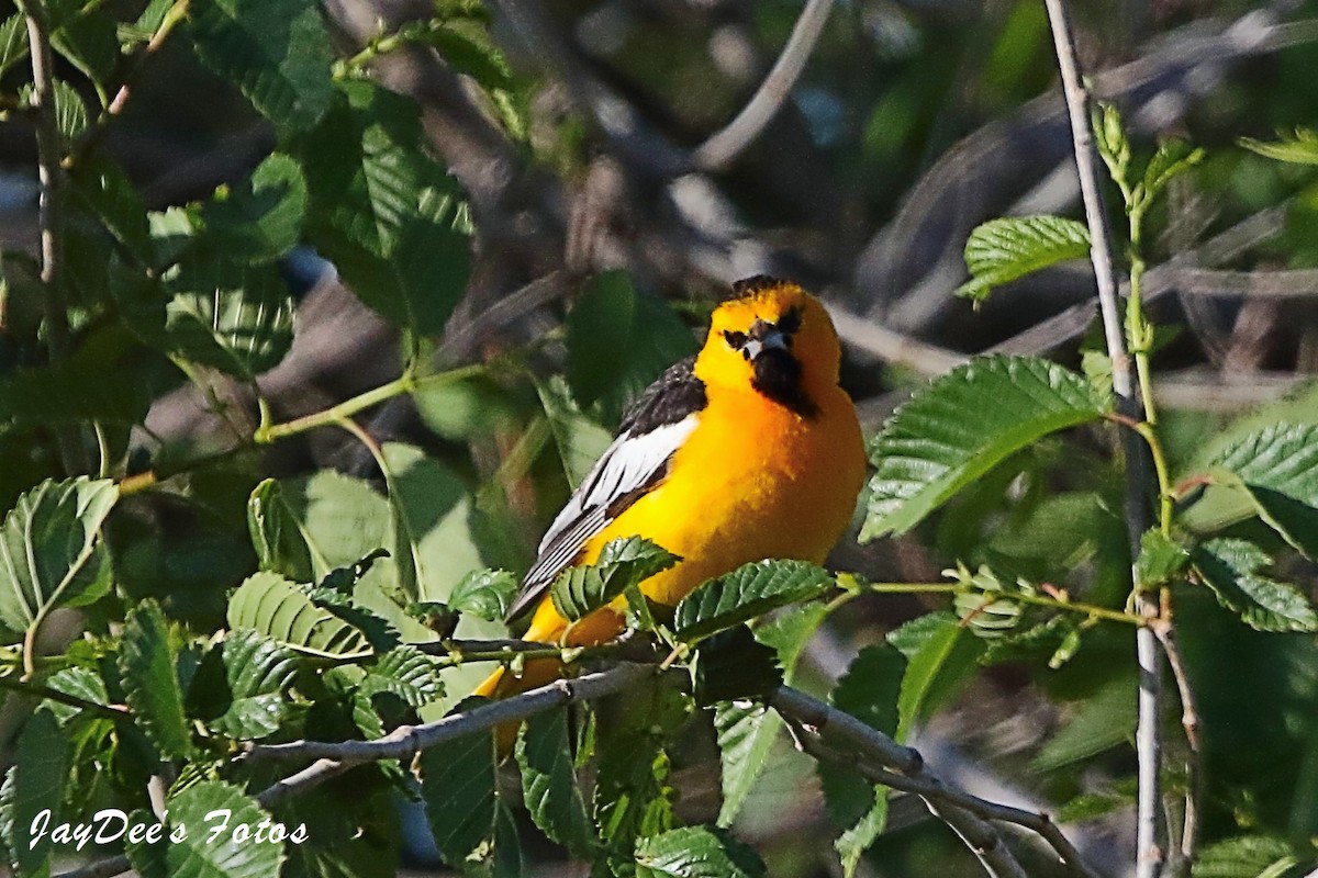 Bullock's Oriole - ML619800452