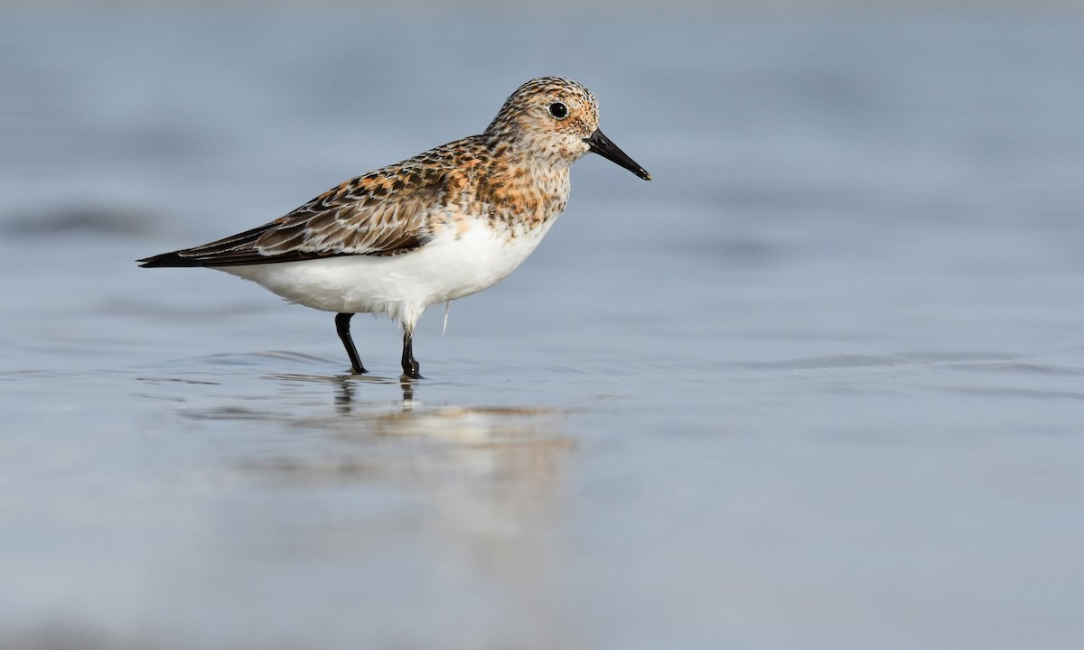 Bécasseau sanderling - ML619800458