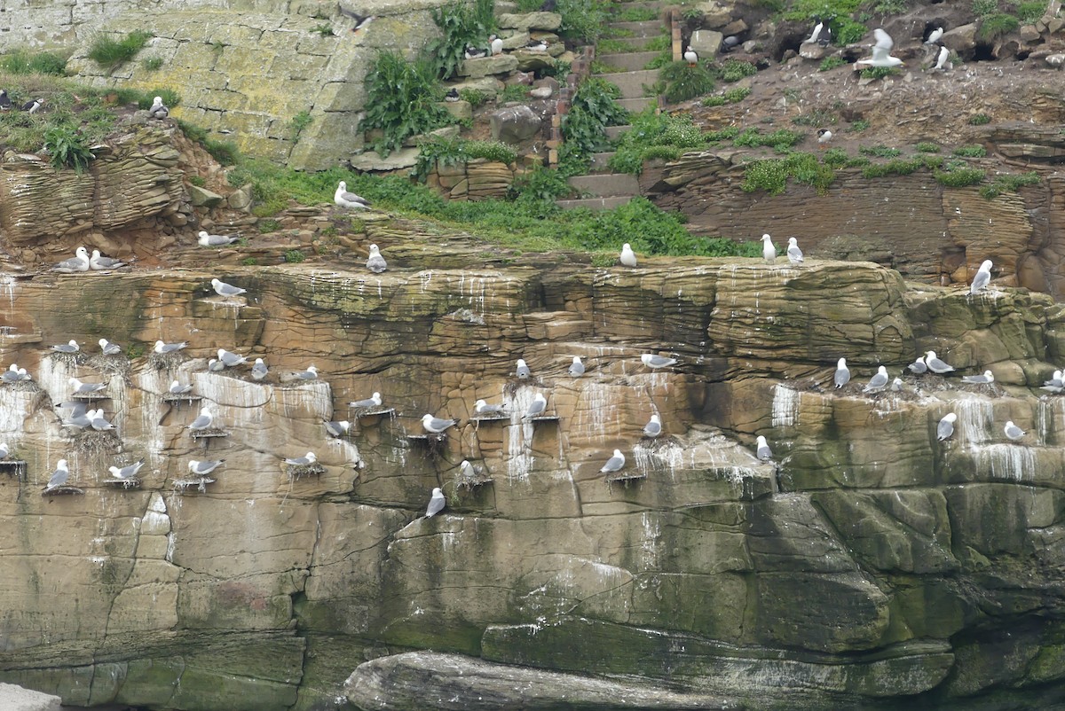 Black-legged Kittiwake - ML619800470