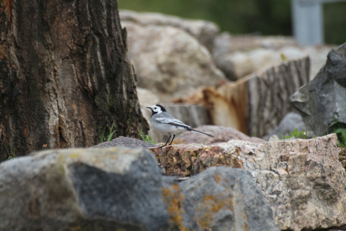 White Wagtail - ML619800482