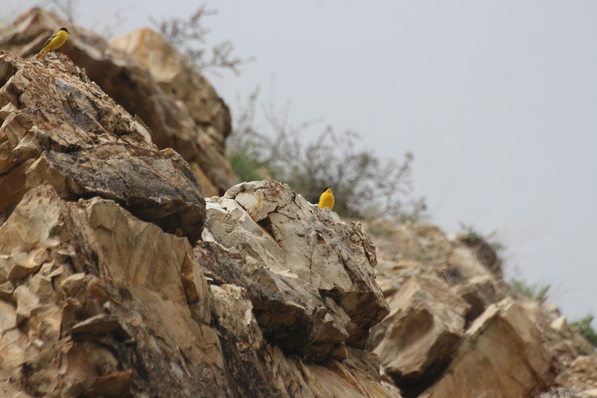 Western Yellow Wagtail - ML619800511