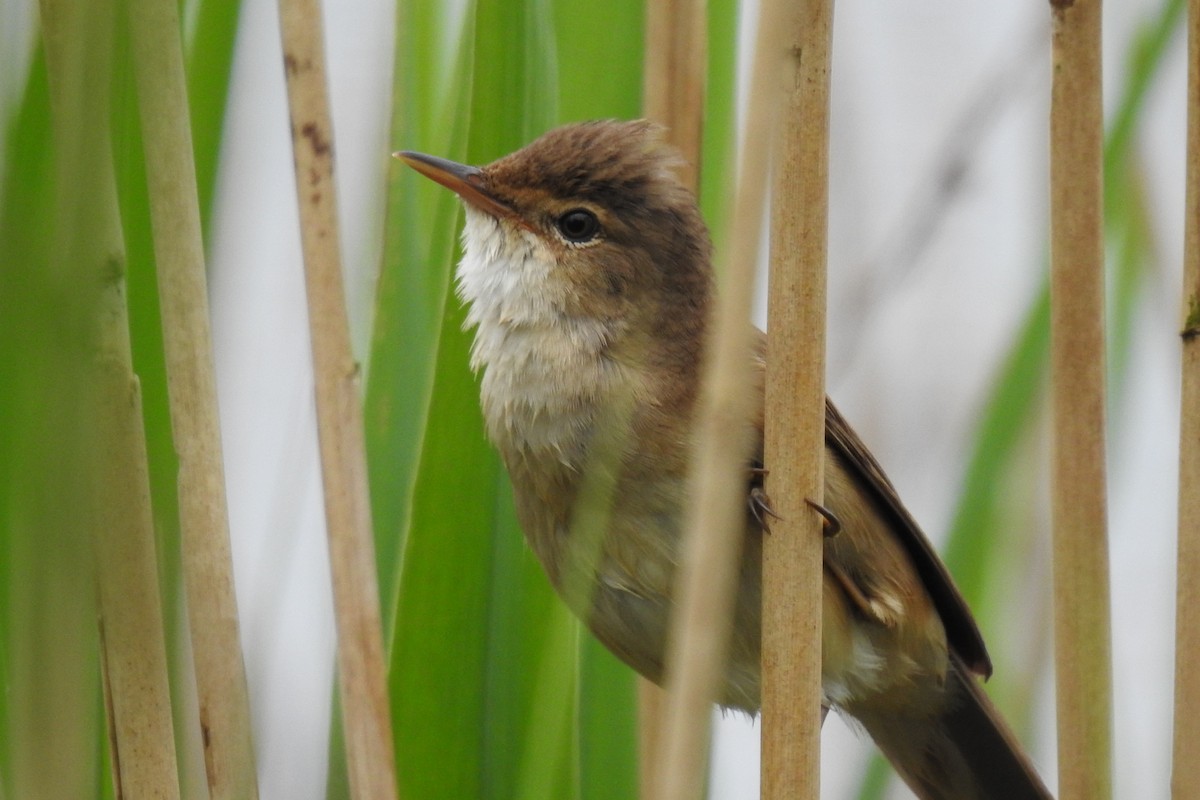 Common Reed Warbler - ML619800515