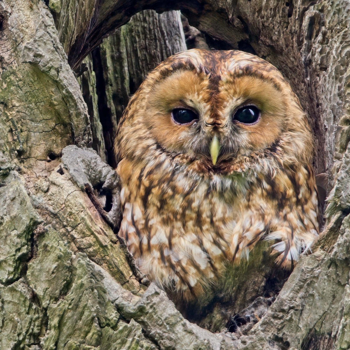Tawny Owl - ML619800516