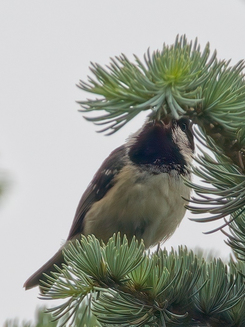 Coal Tit - ML619800526