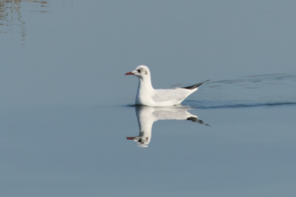 Black-headed Gull - ML619800530