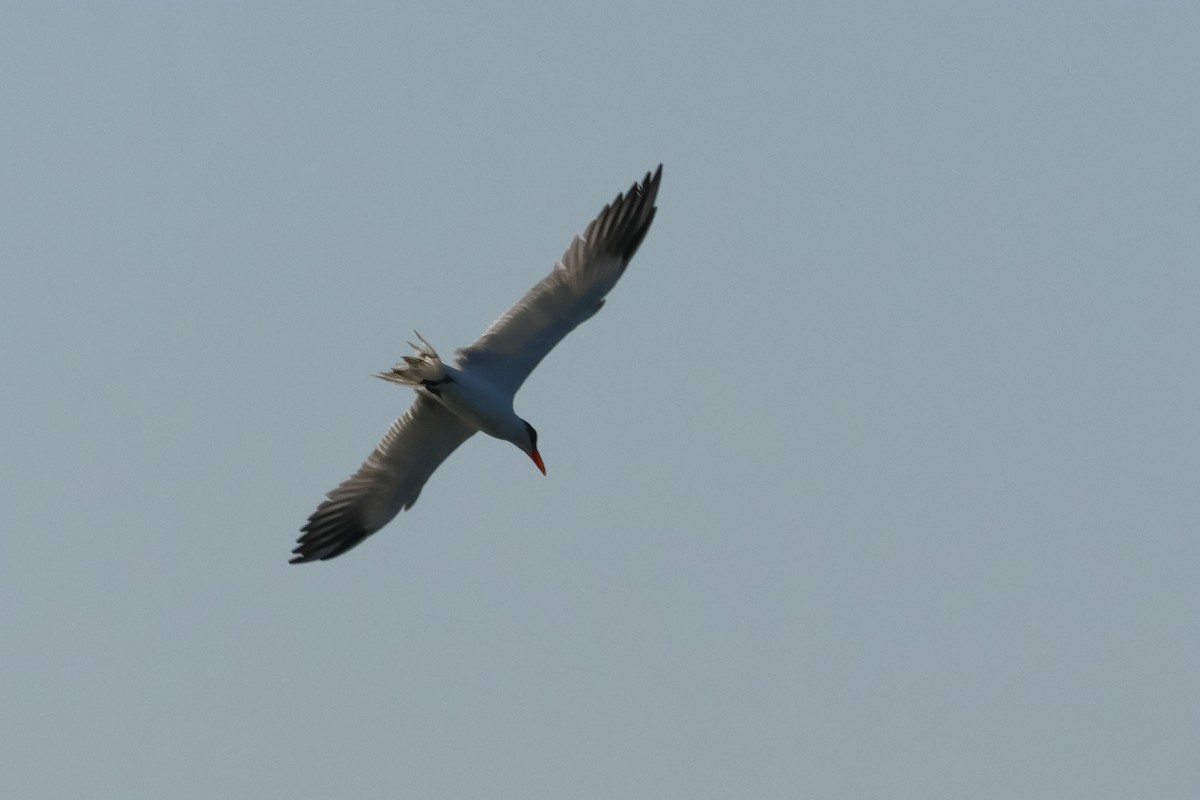 Caspian Tern - ML619800531