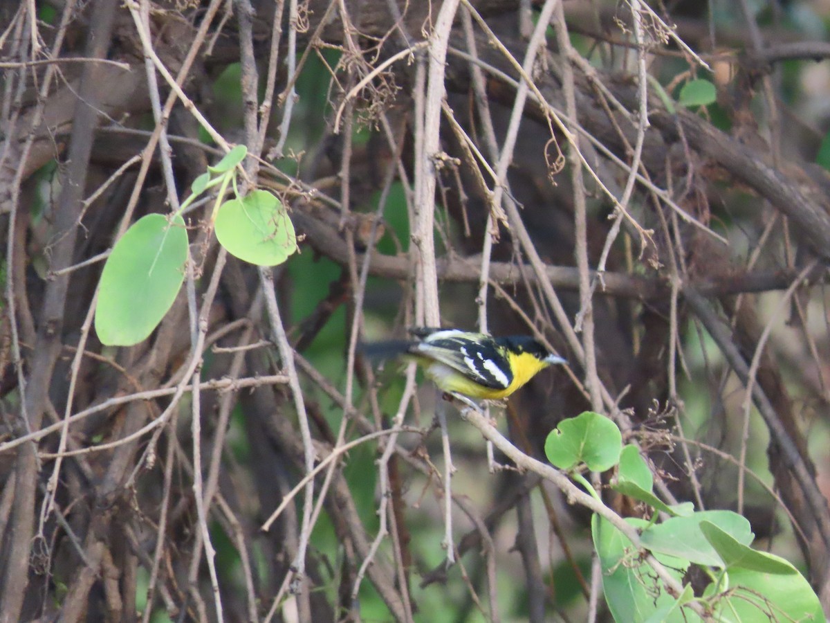 Common Iora - ML619800535