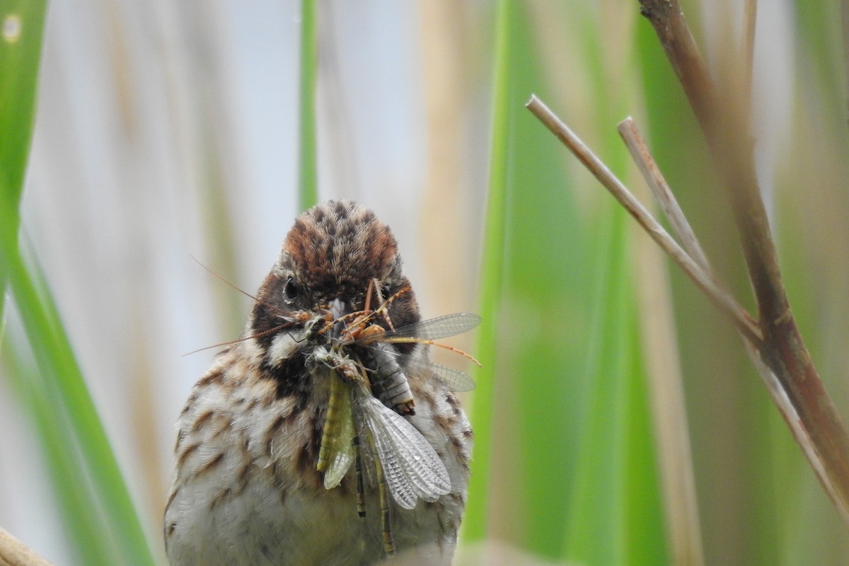 Reed Bunting - ML619800539