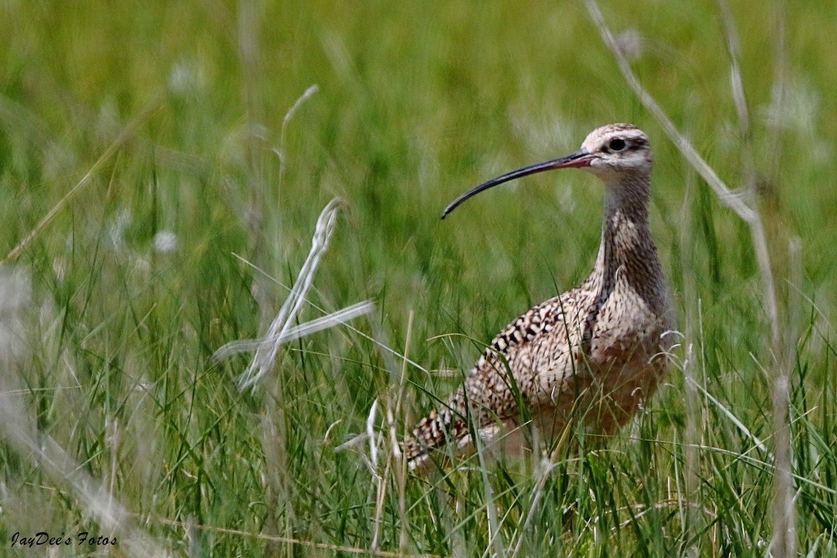 Long-billed Curlew - ML619800544