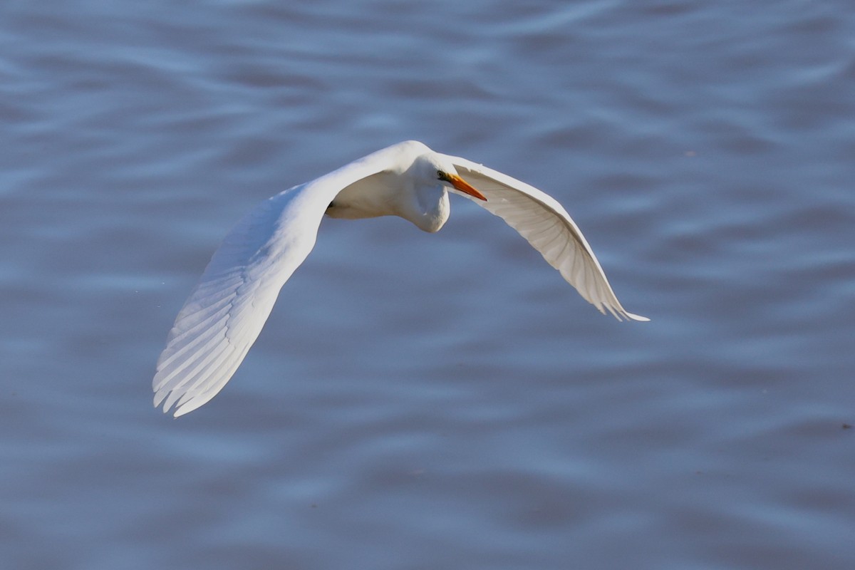 Great Egret - ML619800546