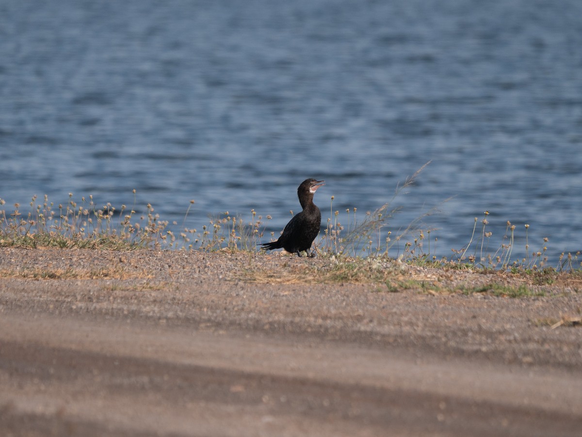 Little Cormorant - ML619800560