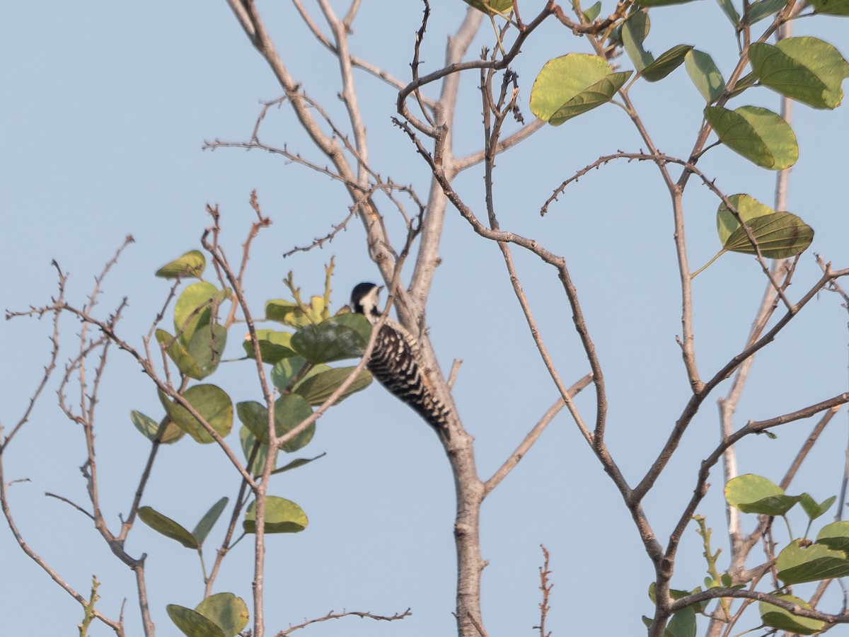 Freckle-breasted Woodpecker - ML619800566