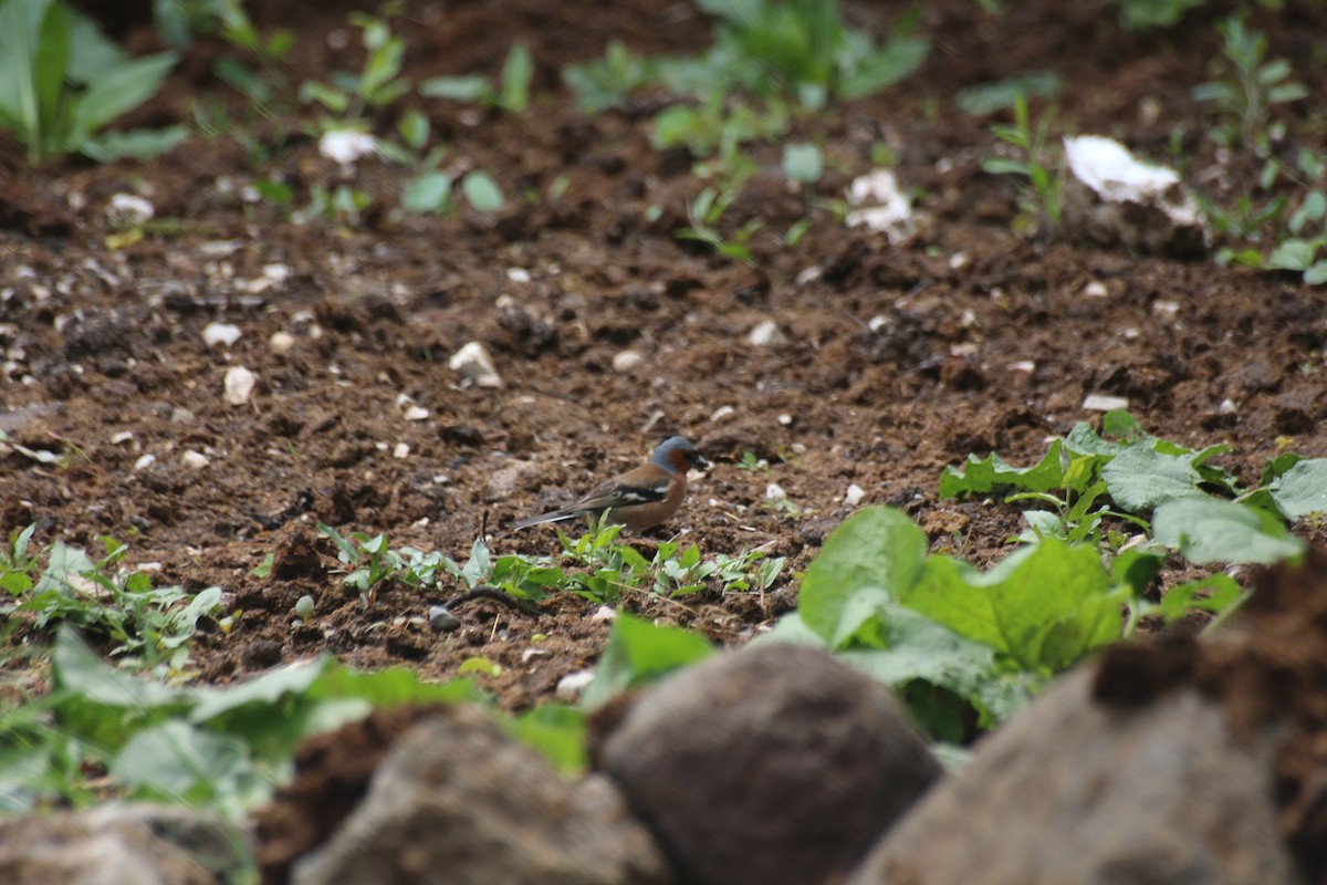 Common Chaffinch - ML619800569