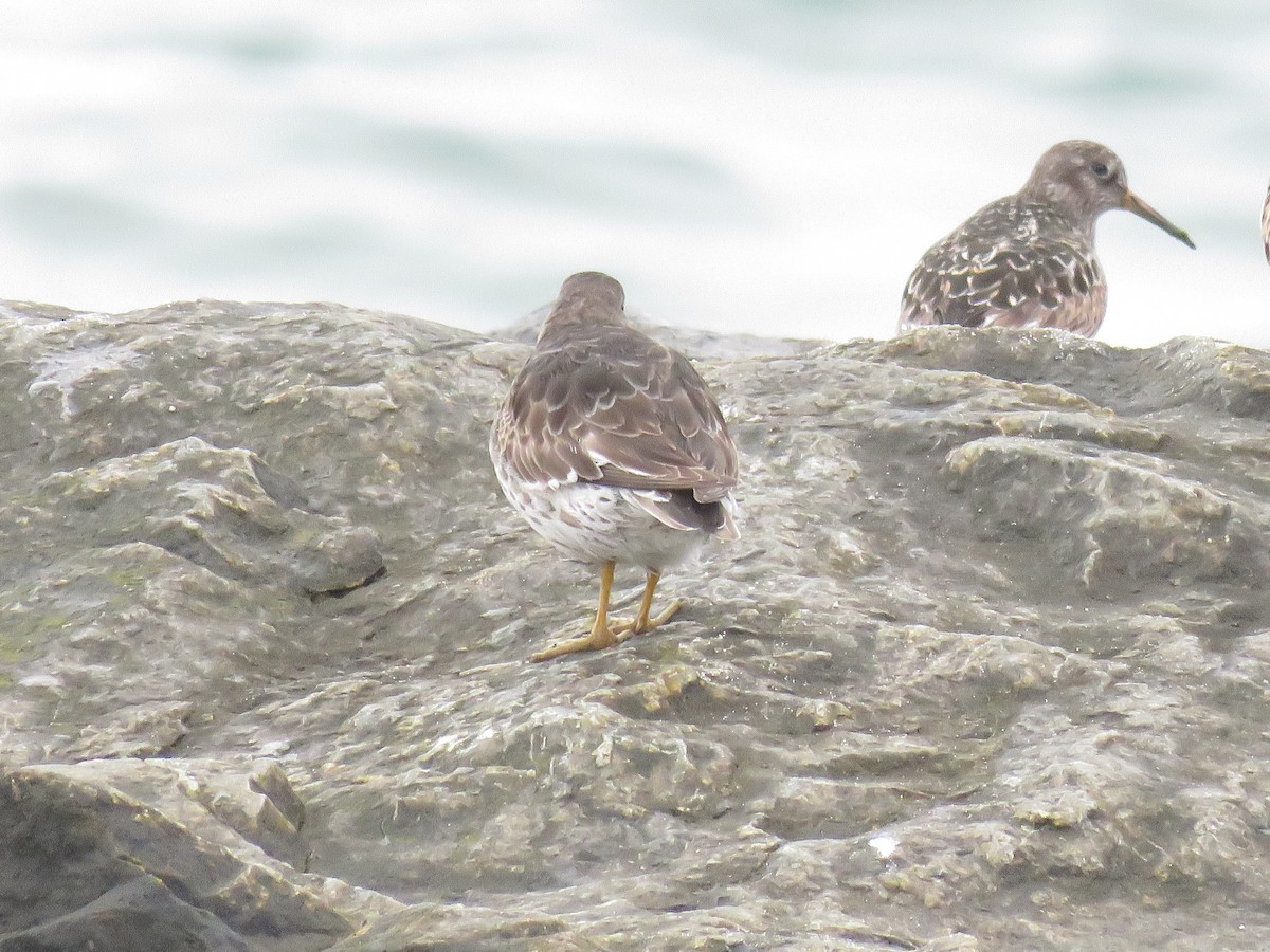 Purple Sandpiper - ML619800578