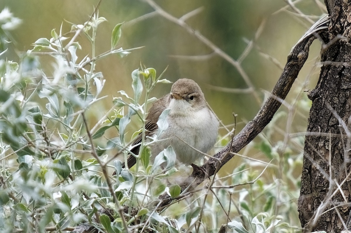 Booted Warbler - ML619800583