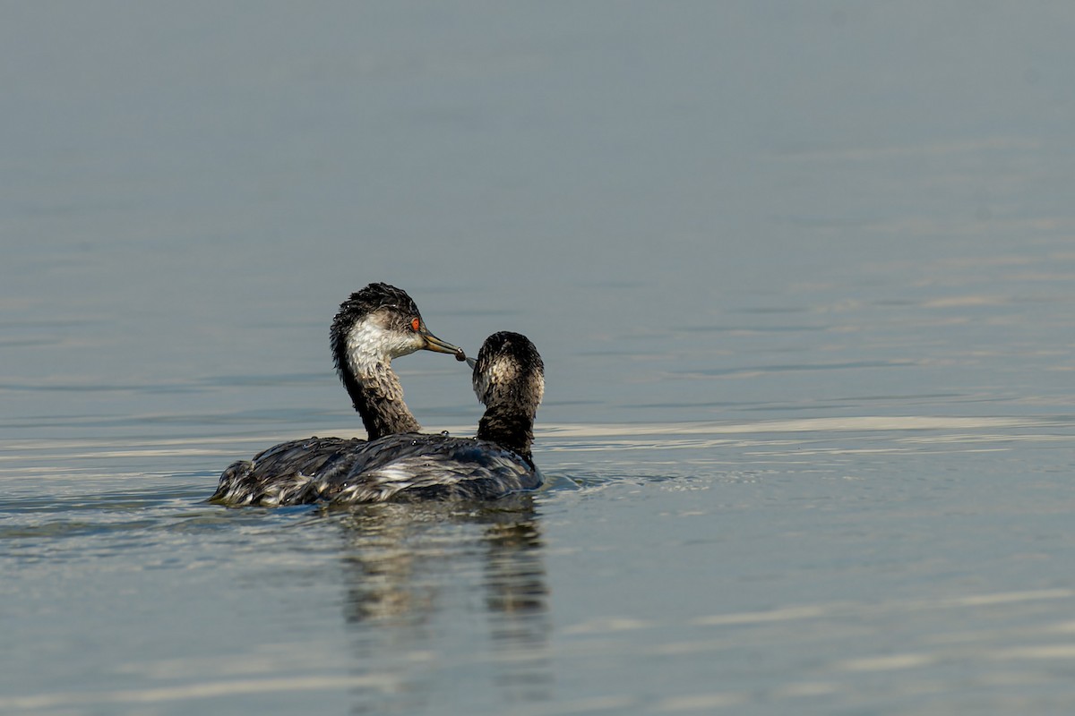 Eared Grebe - ML619800587